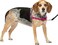 PetSafe Easy Walk No-Pull Dog Harness - The Ultimate Harness to Help Stop Pulling - Take Control &amp; Teach Better Leash Manners - Helps Prevent Pets Pulling on Walks, Small/Medium, Raspberry/Gray