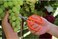 Tramontina Since 1911, Made In Brazil Professional Fruit Catcher Pruner With Stainless Steel Blades