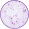 Pado Silica Crystal Cat Litter 2Kg With Pad Inside -Lavender