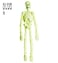 3D G.I.D. Laboratory Skeleton 92Cm
