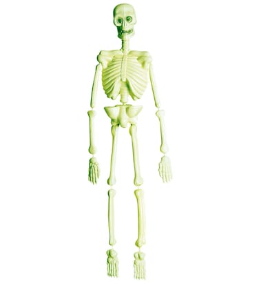 3D G.I.D. Laboratory Skeleton 92Cm