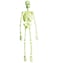3D G.I.D. Laboratory Skeleton 92Cm