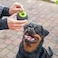 Ferplast Chewa Boing Treat Dispenser Ball Dog Toy Large, ?8 Cm - 3.1 Inch - 86659099