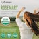 USDA Certified Organic Rosemary Essential Oil 2oz &ndash; 100% Pure Rosemary Oil for Hair Growth &amp; Skin, Improve Focus and Memory, Relieves Pain &amp; Improves Circulation- Therapeutic Grade Aromatherapy Oil