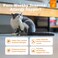Zesty Paws Cat Aller-Immune Bites Bacon Flavor 60ct