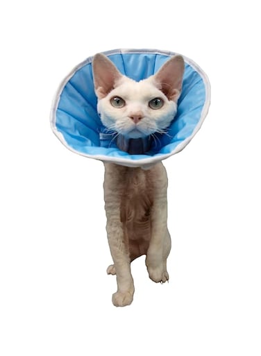 Chadog Diffusion Soft Wound Protection Collar for Pets - BLUE/18-22CM