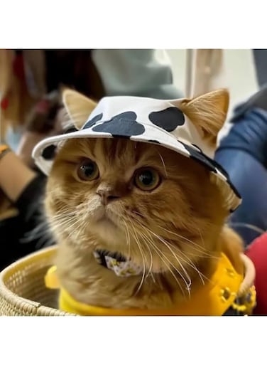 Pet hats with ear holes, cute cat/dog hats, small and medium-sized cat/dog pet hats, outdoor pet sun hats, suitable for use in all seasons，Comfortable and breathable Cat/Dog Headwear (Medium)