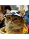 Pet hats with ear holes, cute cat/dog hats, small and medium-sized cat/dog pet hats, outdoor pet sun hats, suitable for use in all seasons，Comfortable and breathable Cat/Dog Headwear (Medium)