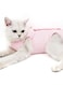 Cat Recovery Suit After Surgery Anti Licking Wounds Breathable and Tight Fit Elastic Recovery Suit Cat Easy on and Off Female Cat Weaning Surgery Clothes (Pink, M)