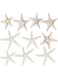 THE WHITE SHOP Starfish Decor - 10 12Pack Assorted Star Fish - Starfish for Crafts - White Starfish Wall D&eacute;cor - Beach Wedding Starfish - Star Fish Decorations - Shells for Decoration (10)