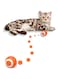 NALACAL Intelligent Interactive Cat Toy Ball - 360&deg; Automatic Rolling and Bouncing Pet Toy, Rechargeable Indoor Kitten Ball with LED Light and Obstacle Avoidance, Two Play Modes for Active Cats