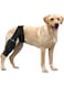 Dog Knee Brace for Torn Acl Hind Leg, Comfortable Back Leg Support for Dogs, Durable Acl Brace for Dogs Rear Leg (Black, M)