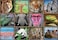 Educa 17656 1000 Wild Animal Collage