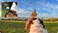 Insta360 Pet Harness Mount Size S
