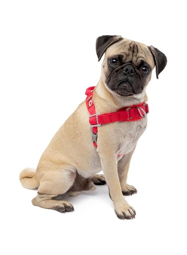 Kurgo Dog Harness   No Pull Pet Walking Harness   Harnesses for Dogs or Pets   Adjustable   Reflective   Easy Control   Walk About Harness   Red (X-Small)