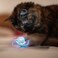 Shining Friends Jellyfish with activated LED light &amp; Catnip inside