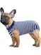 Dog Recovery Suit, Dog Onesie for Surgery Recovery, Dog Surgery Recovery Suit for Small Medium Dogs, E-Collar Alternative After Surgery Wear Anti Licking Abdominal Wounds Pet Surgery Recovery Suit, S