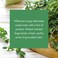 Scentair Monthly Fragrance Cartridge For Whisper Home - White Tea &amp; Thyme