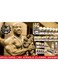Dexter Jackson Gold Series The Blade Mass With added Creatine 15lbs Rich Chocolate - Premium Mass Gainer