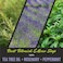 First Botany, All Natural Body Wash - Fights Body Odor, Athlete's Foot, Jock Itch, Nail Issues, Dandruff, Acne, Eczema, Shower Gel For Women &amp; Men, Skin Cleanser -16 Fl Oz (Rosemary Mint)