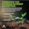 PlantFusion Organic Fruitiful Greens Fermented Superfood Powder Blend 240g