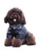 Cool Dog Leather Jacket, Warm Coats Dogs Windproof Cold Weather Coats for Large Medium Small Dogs (Black, XS)