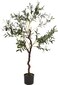 Olive Tree In Pot 120Cm