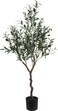 Olive Tree In Pot 120Cm