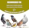 Egardenkart Wild Bird Food 20kg - Economic Bird Seed Mix for All types of Wild Birds   Bird Feed for Dove Pigeon Myna Lark Bulbul Sparrow Hoopoe   Bird Seeds Outdoor (20kgs, Small Seeds)
