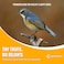Egardenkart® Wild Bird Food - 1 Kg   Economic Bird Seed Mix for All types of Wild Birds   Bird Feed for Dove Pigeon Myna Lark Bulbul Sparrow Hoopoe   Bird Seeds Outdoor (1kgs, Small Seeds)
