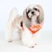 PUPPIA VIVIEN HARNESS A BLACK L Neck 13.5" Chest 20-29