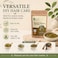 Bliss of Earth Pure Natural Henna Powder for Hair Coloring, 100g - Natural Henna Hair Dye Mehandi Powder