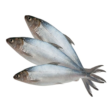 Milk Fish Fresh