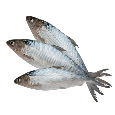 Milk Fish