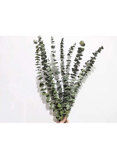 10 Pieces Eucalyptus Dried Plant,45cm Natural Dried Flowers Bouquet Eucalyptus Branch Real Eucalyptus Leaves Deco for Wedding,Spring,Living Room,Bedroom,Bathroom