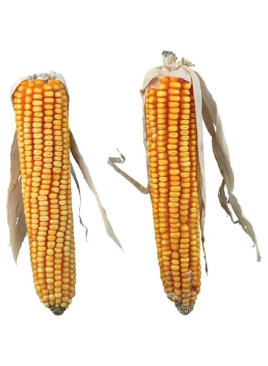 Trixie Maize Cobs with Husk Small Pet Treats 250g