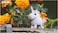 EUGY 3D UNICORN PUZZLE