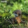 EUGY 3D Meerkat Paper Puzzle &ndash; Eco-Friendly DIY Cardboard Meerkat Model Kit, Educational Craft &amp; Collectible for Kids &amp; Adults