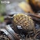 EUGY 3D ECHIDNA PUZZLE