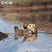 EUGY 3D SEA OTTER PUZZLE