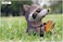 EUGY 3D Raccoon Paper Puzzle &ndash; Eco-Friendly DIY Cardboard Raccoon Model Kit, Educational &amp; Creative Craft Toy for Kids &amp; Adults
