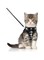 BLUWTE Cat Harness and Leash Escape Proof,Breathable Soft Kittens Vest for Cats Dogs, Escape Proof with Bell and Bow-Knot Decoration Christmas &hellip;&hellip;