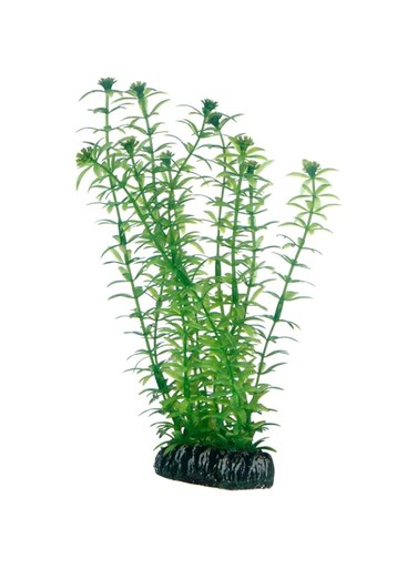 Hobby Lagarosiphon Plant For Aquarium 20 Cm