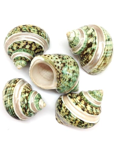 THE WHITE SHOP 5PCS Green Turbo with Two Pearl Bands, Hermit Crab Sea Shells, 5-6cm length