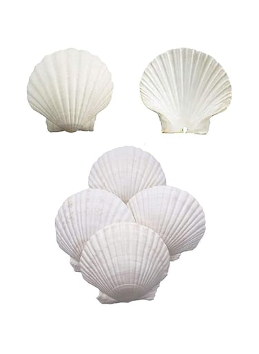 Excefore Scallop Shells for Serving Food, 6PCS Baking Shells Large White Natural Seashell from Sea Beach for DIY Craft Mermaid Beach Wedding Home Decoration (10-13cm)