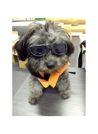 KASTWAVE Small Dog Goggles UV Protection Doggy Sunglasses Windproof Snowproof Pet Glasses for Puppy Cat Eye Protection