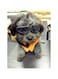KASTWAVE Small Dog Goggles UV Protection Doggy Sunglasses Windproof Snowproof Pet Glasses for Puppy Cat Eye Protection