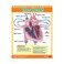 Exploring the Human Body (6 Wall Charts) - Educational Wall Chart Pack in English