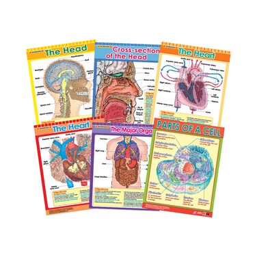 Exploring the Human Body (6 Wall Charts) - Educational Wall Chart Pack in English