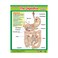 Vital Body Systems 1 (6 Wall Charts) - Educational Wall Chart Pack in English